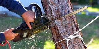 How Our Tree Care Process Works  in  Arcadia, LA