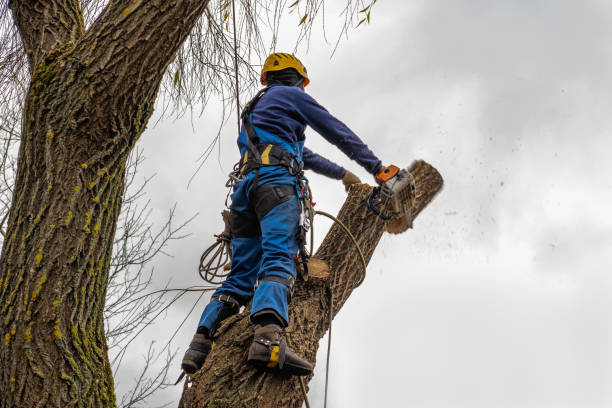 Professional  Tree Services in Arcadia, LA